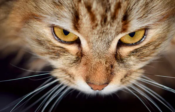 Cat, eyes, cat, mustache, look, view, bokeh
