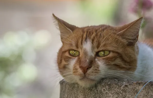 Cat, cat, look, pose, portrait, red, lies, concrete