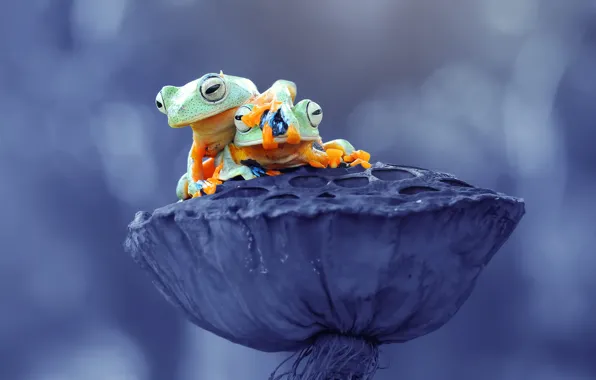 Look, background, two, Lotus, frogs, a couple, gesture, bokeh