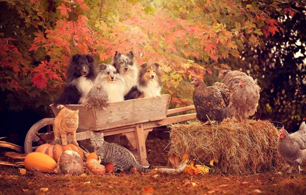 Picture autumn, dogs, trees, cats, cats, car, hay, pumpkin