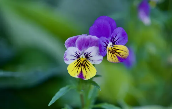 Greens, leaves, flowers, spring, Pansy, blur, green background, bokeh