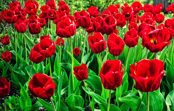 Picture flowers, red, spring, tulips, buds, flowerbed, a lot, rich color