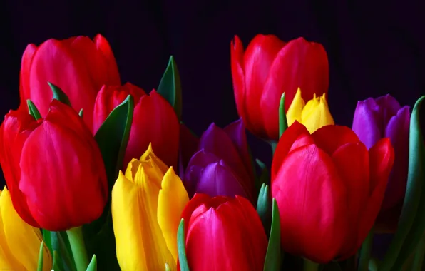 Picture leaves, background, Wallpaper, petals, tulips, flowerbed
