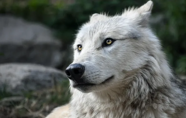 White, look, face, wolf, portrait, polar