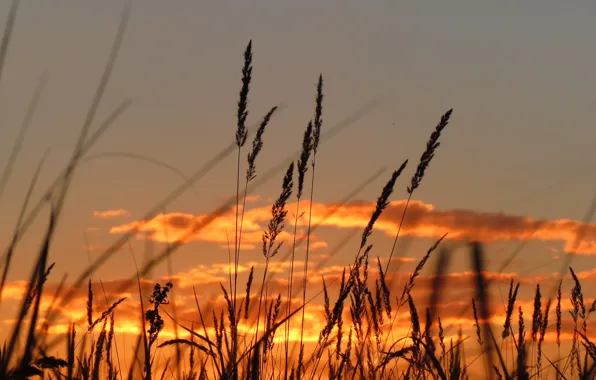 Summer, the sky, grass, clouds, in the evening, at sunset, in the field, breeze