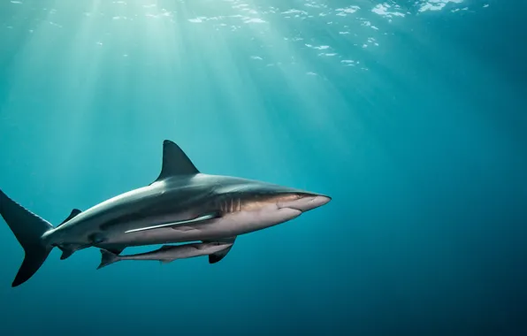 Picture water, light, the ocean, fish, shark