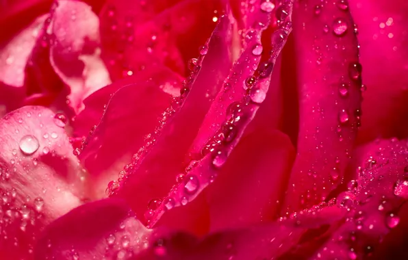 Drops, macro, Flower