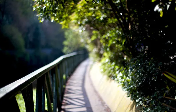 Picture trees, glare, foliage, blur, railings, the bridge, lush