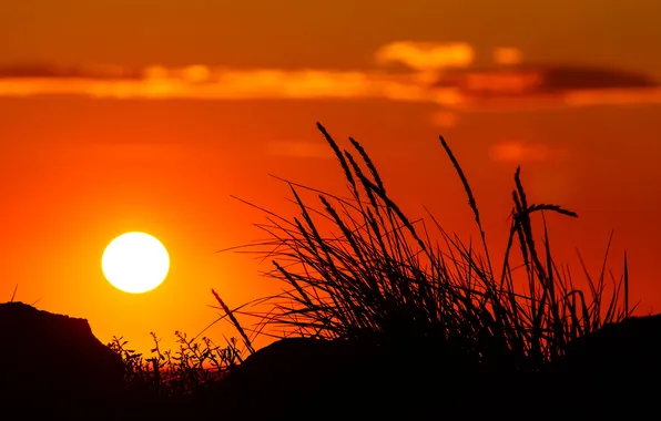 Picture the sky, grass, the sun, sunset, plant, silhouette