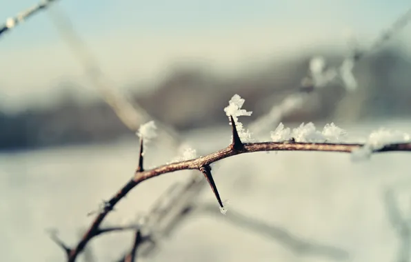 Winter, snow, branch