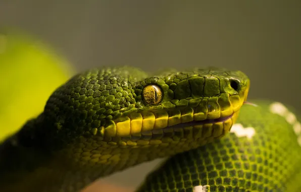 Green, snake, head, scales, profile