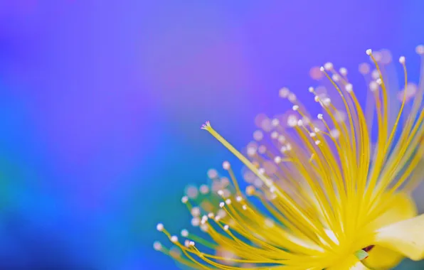 Picture flowers, paint, petals, exotic