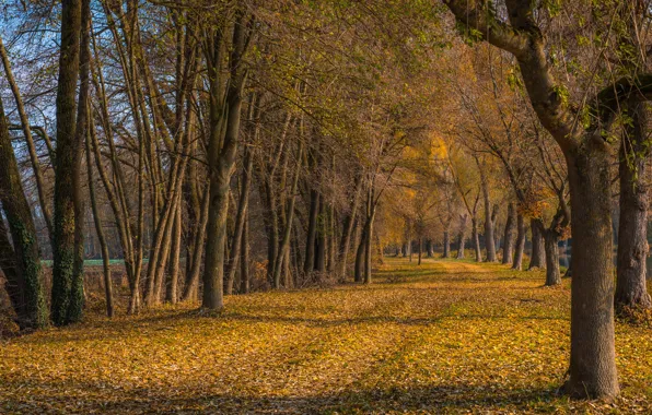 Autumn, leaves, trees