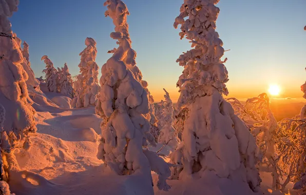 Picture winter, the sun, rays, snow, trees, landscape, sunset, nature