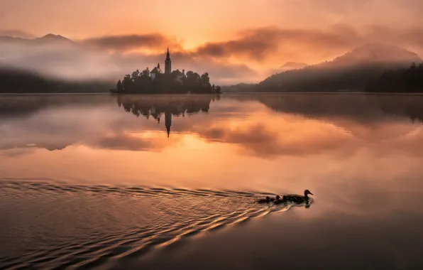 Mountains, birds, fog, lake, reflection, dawn, island, duck