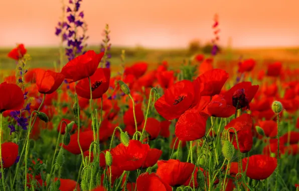 Picture field, Maki, petals, meadow