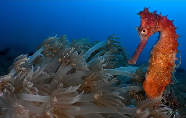 Animals, nature, Nature, diving, sea, animal, seahorse, sea horse