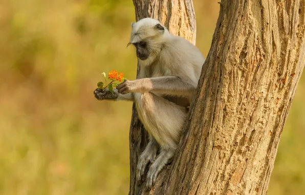 Picture trees, flowers, monkey, sitting