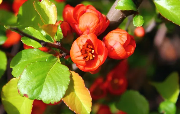 Picture orange, green, flowering