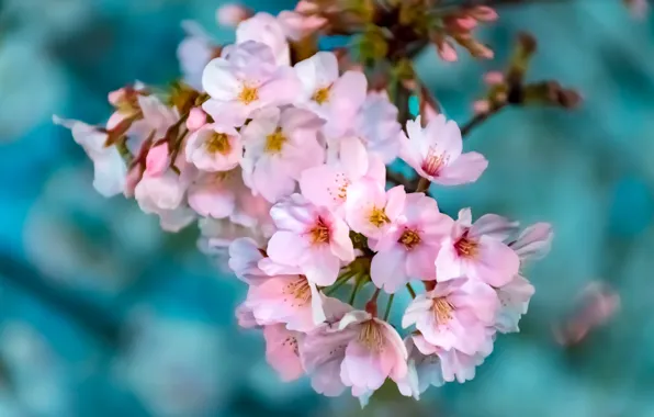 Picture flowers, branches, nature, cherry, background, Wallpaper, spring, garden
