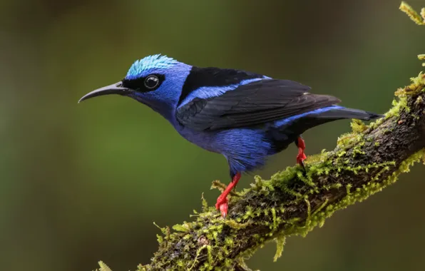 Picture birds, mangrovye, turquoise tanager-honeyeater
