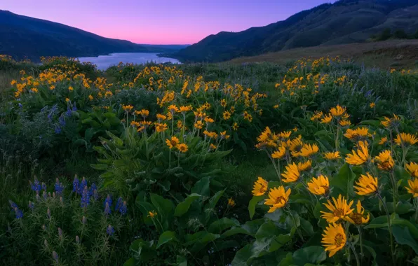 Flowers, mountains, river, dawn, morning, meadow, Oregon, Oregon