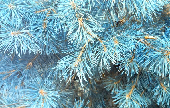 Picture winter, tree, blue, winter, snow, fir tree, blue spruce, fir-tree branches