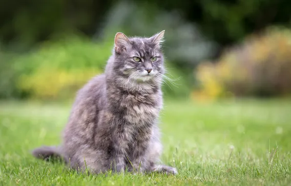 Cat, summer, grass, grey, fluffy, sitting, lawn