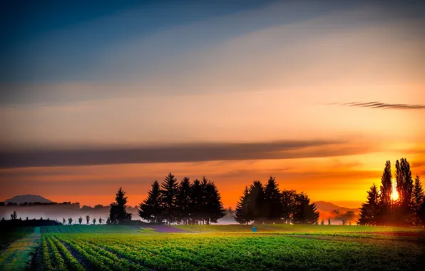 Field, landscape, sunset