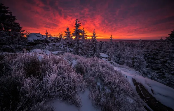 Picture forest, clouds, trees, dawn, Bayem