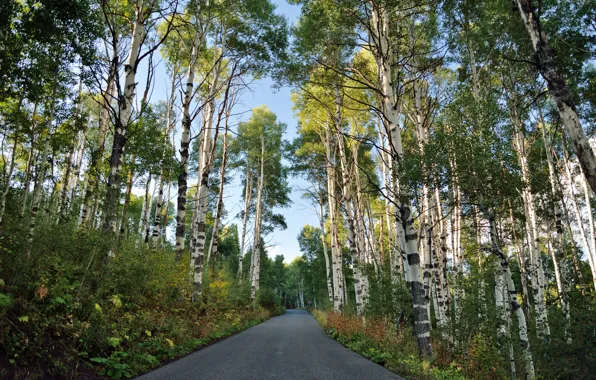 Picture road, nature, birch