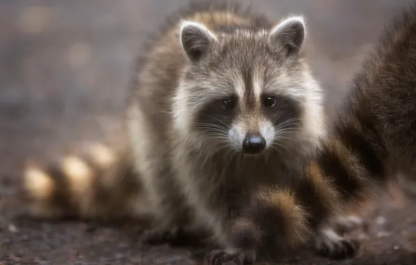 Look, tail, raccoon, cub, face