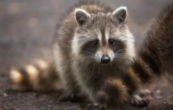 Picture look, tail, raccoon, cub, face