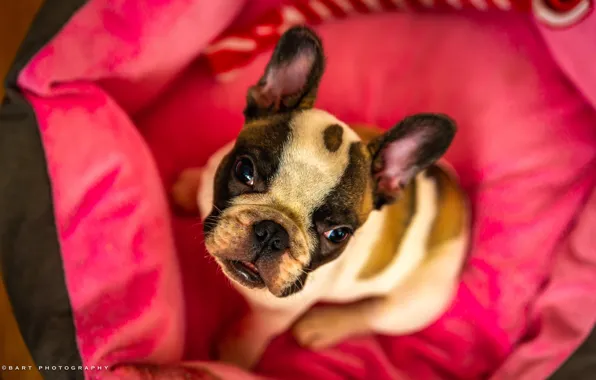 Picture look, dog, puppy, face, French bulldog