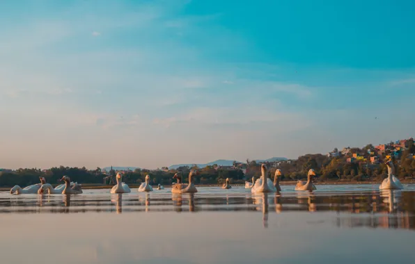 The sky, birds, the city, shore, pack, houses, pond, a lot