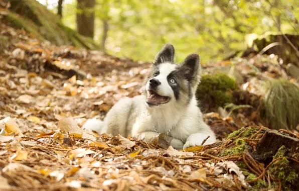 Picture autumn, leaves, dog, puppy, The Yakutian Laika