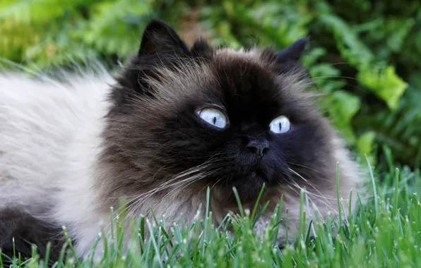 Cat, eyes, wool