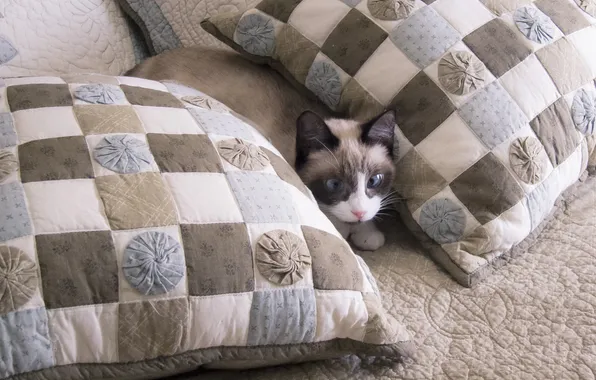 Cat, cat, look, pose, sofa, pillow, lies, face