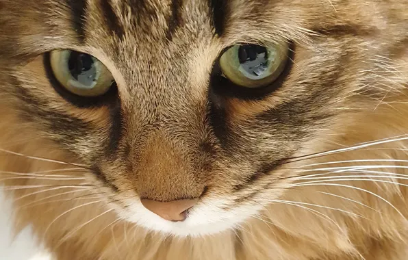 Cat, cat, look, muzzle, cat