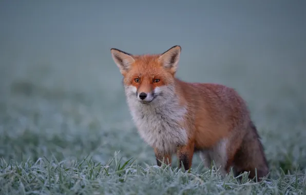 Grass, look, background, Fox, red