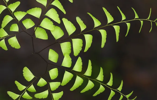 Macro, nature, petals, twigs