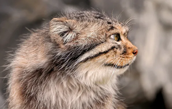 Picture cat, cat, mustache, face, paws, tail, Manul, manul
