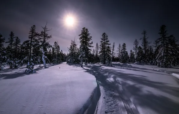 Picture winter, forest, snow, night