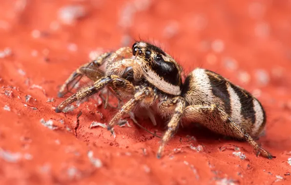 Macro, background, legs, spider, striped, bokeh, jumper, jumper