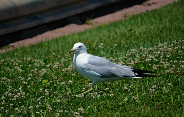 Grass, Bird, Seagull, Grass, Bird, Seagull