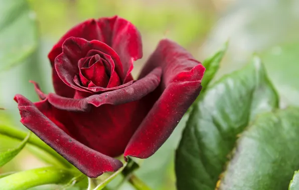 PETALS, MACRO, ROSE, BUD, vinous