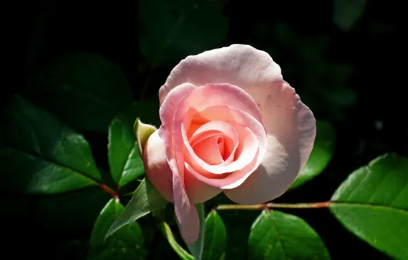 Picture leaves, light, the dark background, roses, pink, buds, rosette