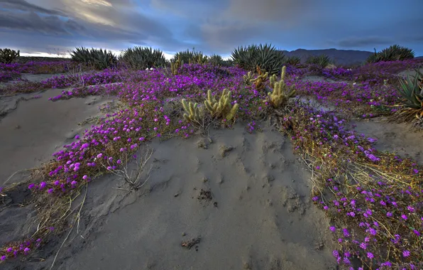 Sand, flowers, desert, hill, cacti
