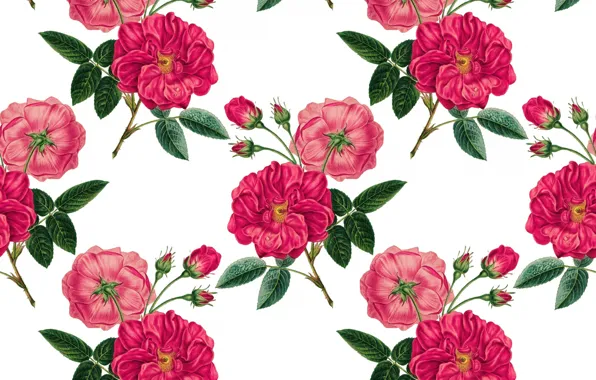 Background, roses, buds, twigs