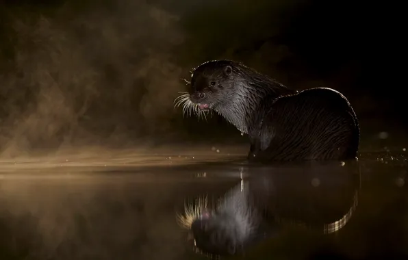 Picture look, water, night, pose, fog, reflection, river, wet